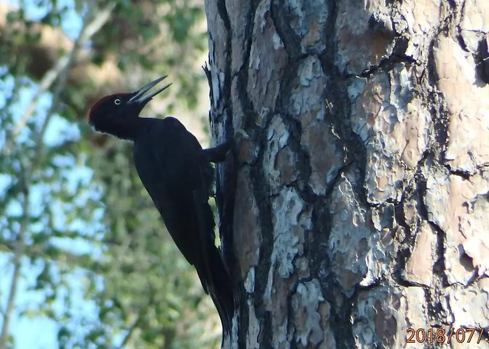 La Sittelle * La Bourgonce
