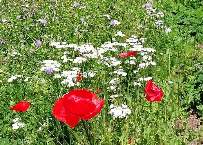 Apartment La Sittelle La Bourgonce